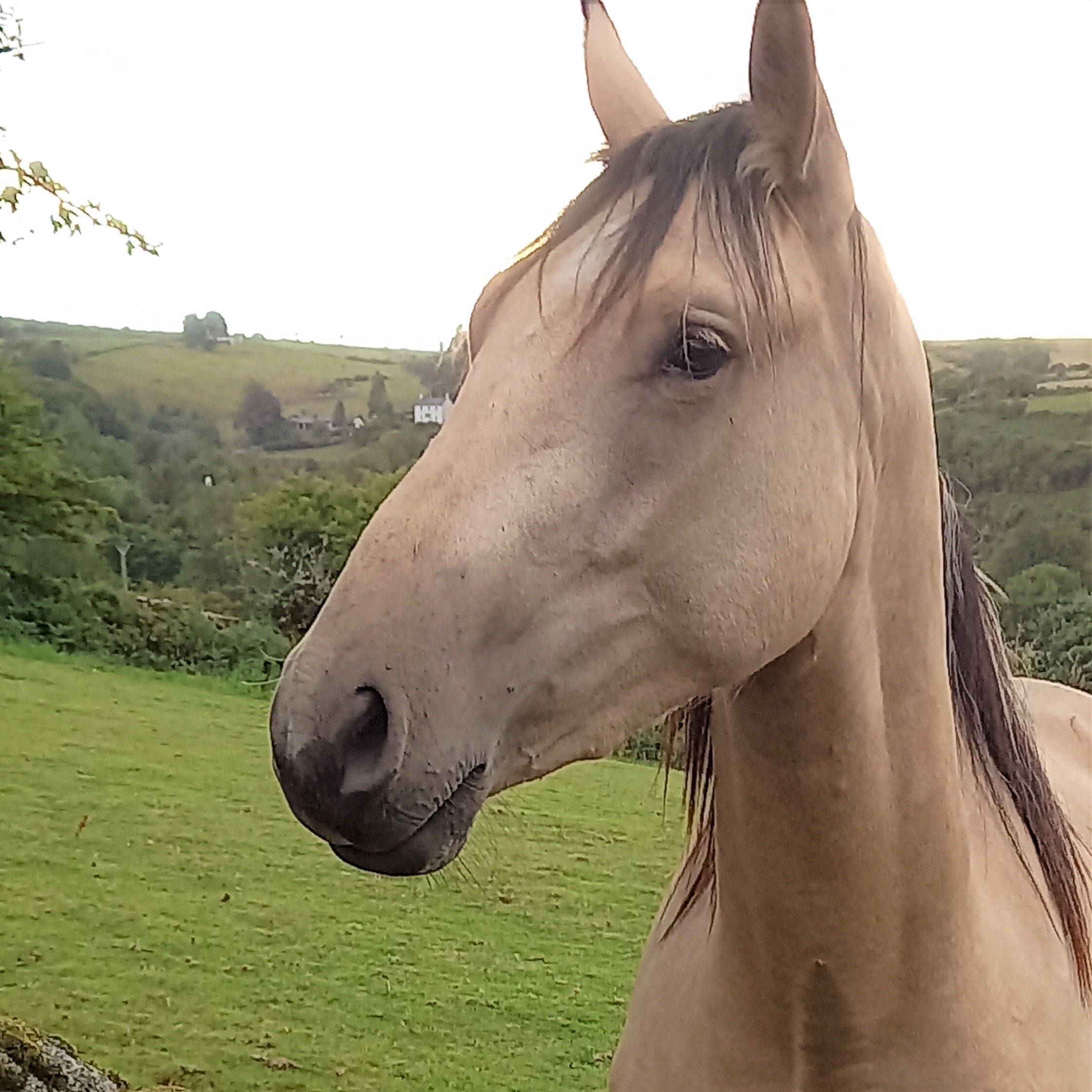 Yass Lifeworks Horse 1